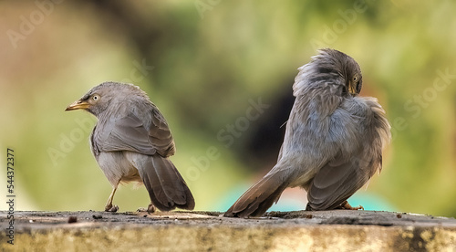 Wallpaper Mural Birds of India Torontodigital.ca