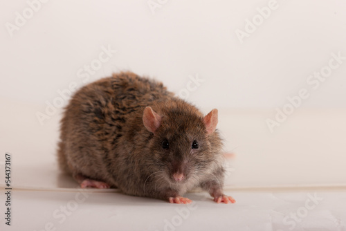 studio portrait of a domestic rat closeup