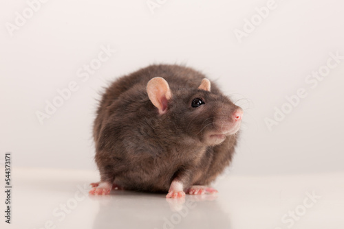 portrait of a black rat closeup