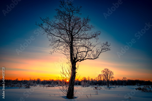 Winter landscape with forest, trees covered snow and sunrise. Winter morning of a new day. © sergofan2015