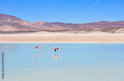 flamingos em Piedras Rojas, Atacama, Chile