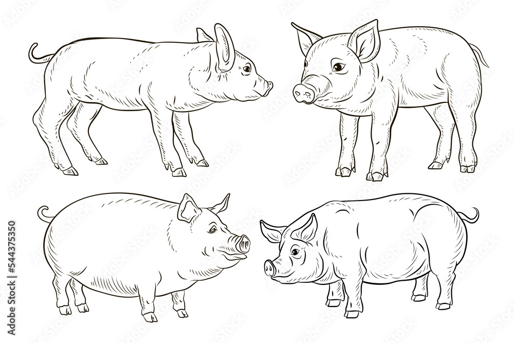Fototapeta premium A pet, a pig. Black and white image. Coloring book for children. Vector drawing.
