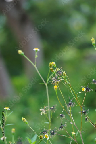 Bidens alba (Also called shepherd's needles, beggarticks, Spanish needles, butterfly needles. Bidens is considered by some as a broad spectrum antimicrobial, useful particularly against infections