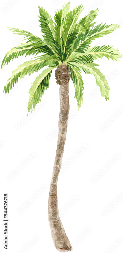 Fototapeta premium Palm tree watercolor illustration. Tropical plant, palm. PNG