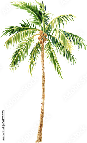 Palm tree watercolor illustration. Tropical plant  palm. PNG