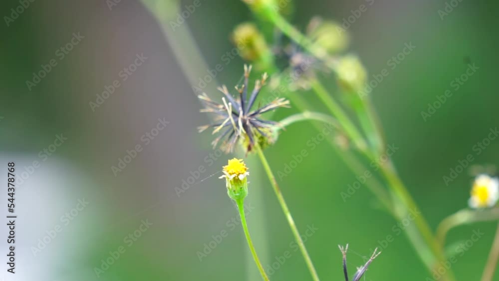 Bidens alba (Also called shepherd's needles, beggarticks, Spanish needles, butterfly needles. Bidens is considered by some as a broad spectrum antimicrobial, useful particularly against infections Bidens alba (Also called shepherd's needles, beggarticks, Spanish needles, butterfly needles. Bidens is considered by some as a broad spectrum antimicrobial, useful particularly against infections