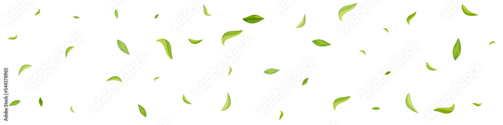 Swamp Leaves Motion Vector White Panoramic Swamp Leaves Motion Vector White Panoramic