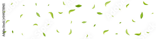 Swamp Leaves Motion Vector White Panoramic