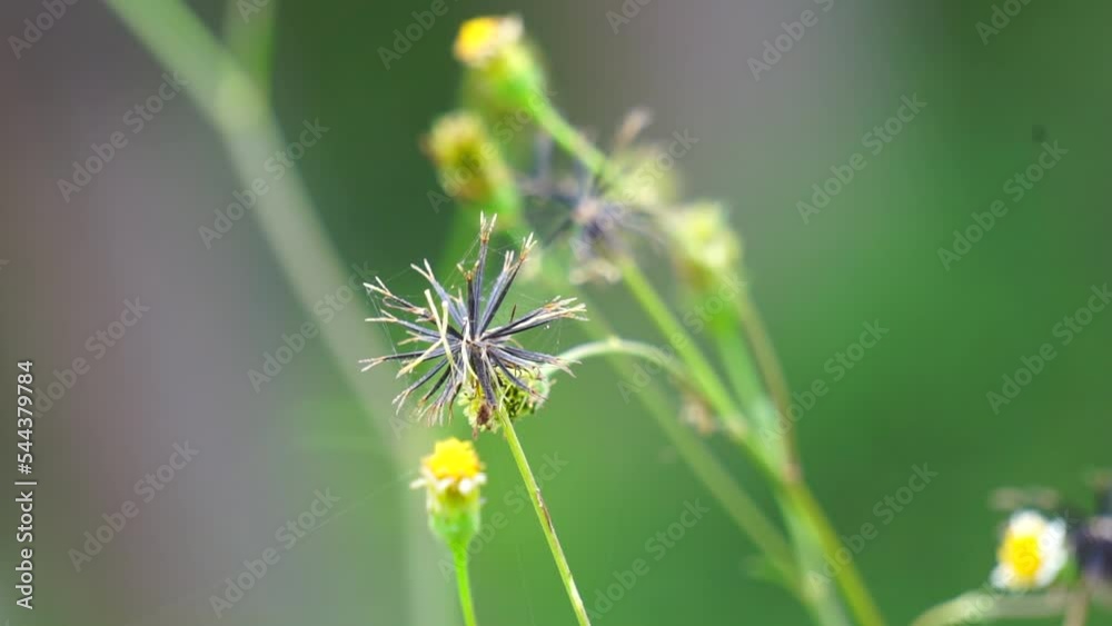 Bidens alba (Also called shepherd's needles, beggarticks, Spanish needles, butterfly needles. Bidens is considered by some as a broad spectrum antimicrobial, useful particularly against infections Bidens alba (Also called shepherd's needles, beggarticks, Spanish needles, butterfly needles. Bidens is considered by some as a broad spectrum antimicrobial, useful particularly against infections