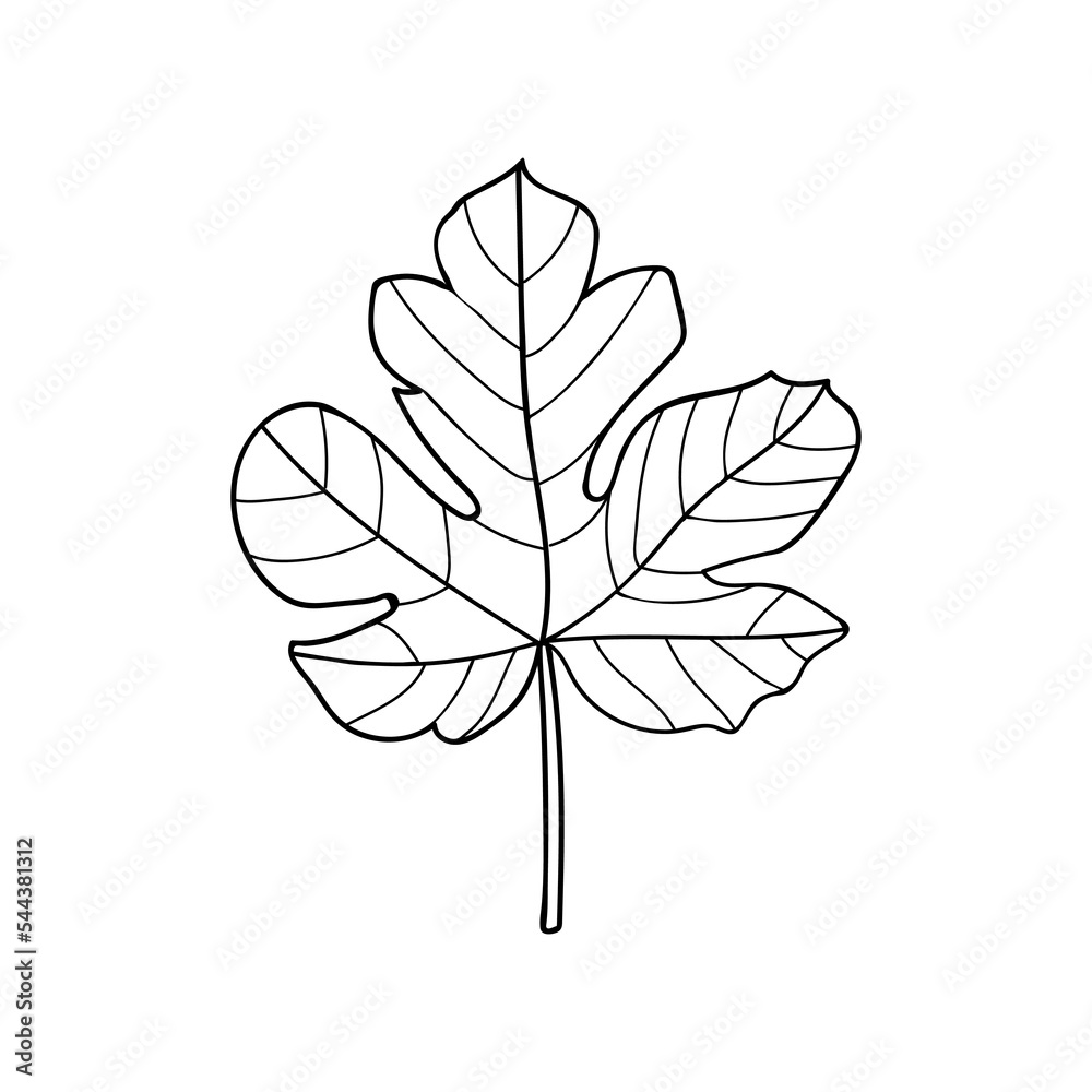 Fig tree leaf doodle illustration in vector. Fig tree leaf hand drawn