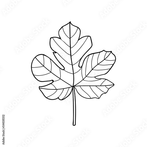 Fig tree leaf doodle illustration in vector. Fig tree leaf hand drawn illustration in vector. Fig leaf outline icon.