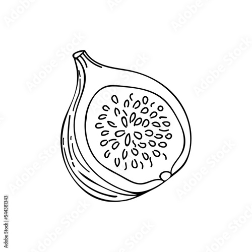 Fig fruit slice doodle illustration in vector. Cut fig fruit hand drawn illustration in vector. Fig fruit doodle illustration.