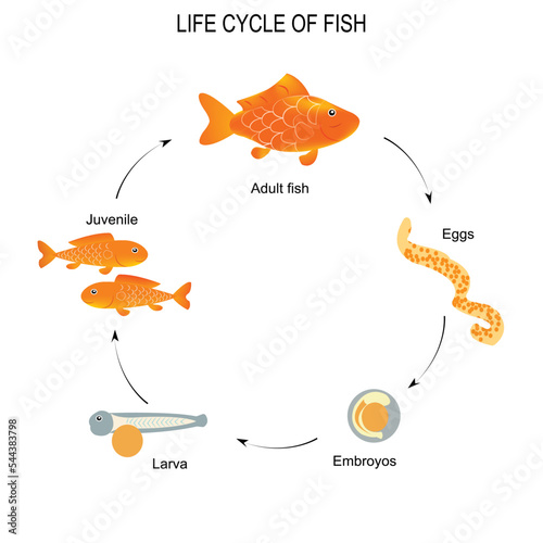 Life cycle of fish vector illustration