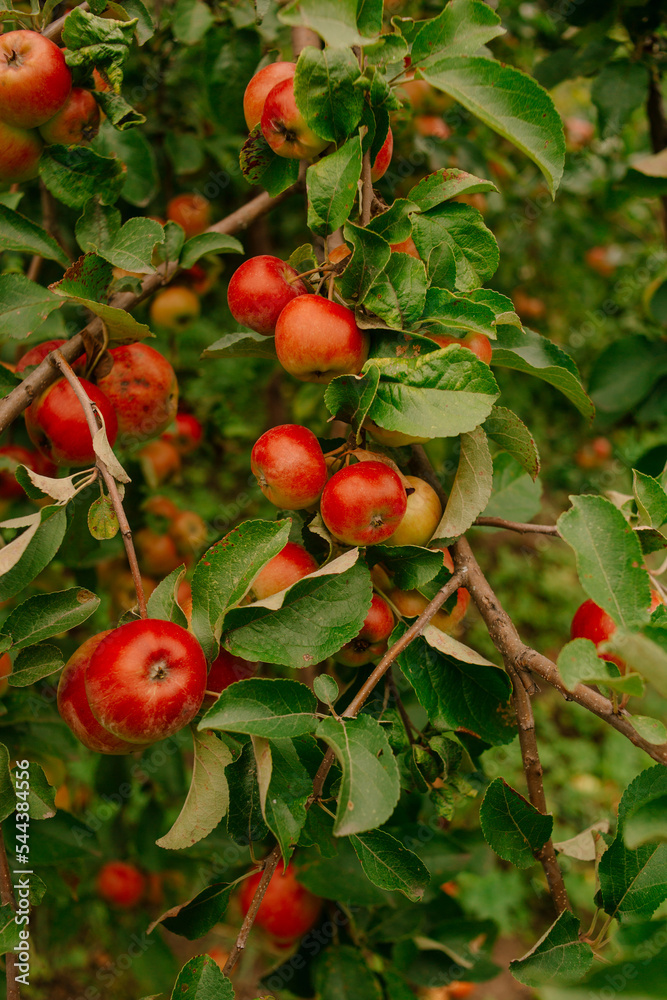 Ripe red apples on green tree branches in nature Ripe red apples on green tree branches in nature