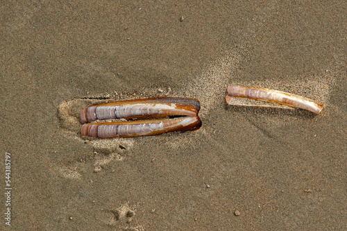 Coquilles de couteau (solen) sur le sable humide photo