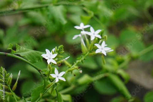 Plumbago zeylanica (Also called Daun encok, Ceylon leadwort, doctorbush, wild leadwort) on the tree. Early folk medicine used the crushed plant internally and externally as an abortifacient photo