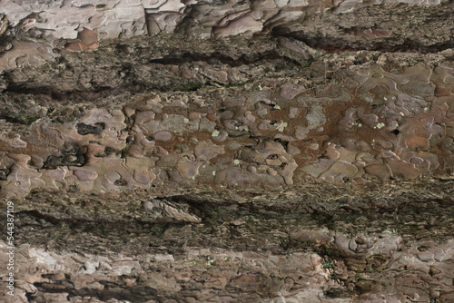 Rough Pine Tree Bark Texture