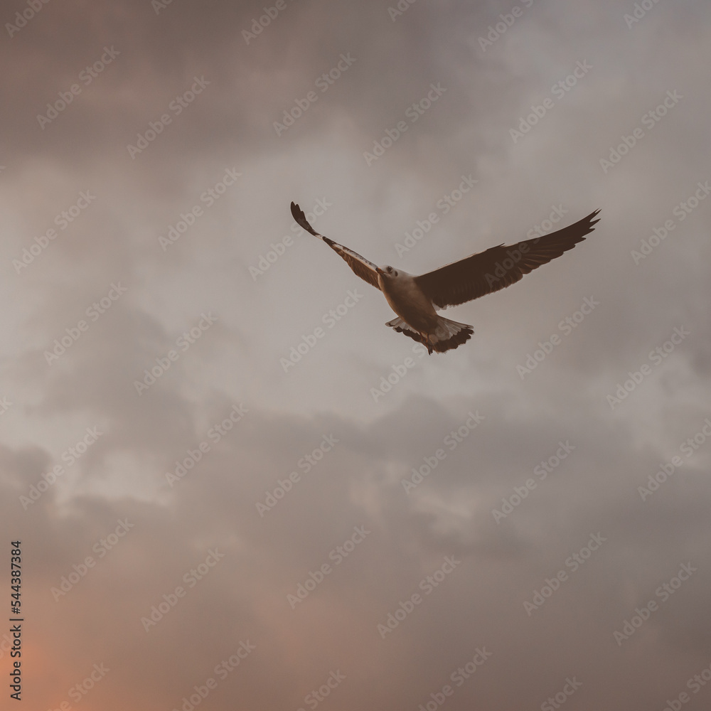 Obraz premium eagle in the sky