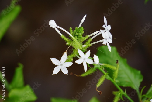 Plumbago zeylanica (Also called Daun encok, Ceylon leadwort, doctorbush, wild leadwort) on the tree. Early folk medicine used the crushed plant internally and externally as an abortifacient photo