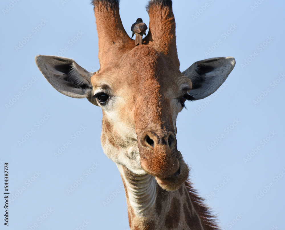 Close-up of browsing giraffe in Kruger National Park