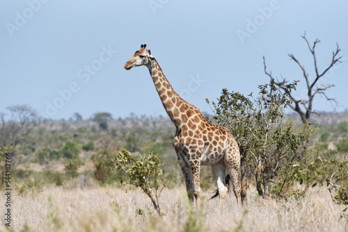 Giraffe on the savannah in Kruger National Park