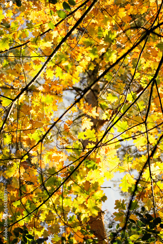 Herbstblätter im Sonnenschein, Eichenblätter in einem Wald nähe Köln.