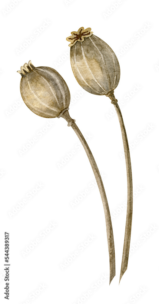 Poppy Seed Head watercolor illustration. Hand drawn drawing of dry