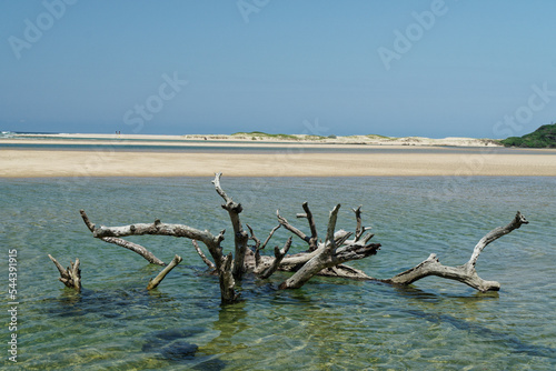 Baum liegt im Wasser am Kosi Bay Mouth, KwaZulu-Natal, Südafrika photo