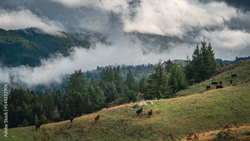 Souther Humboldt Fog