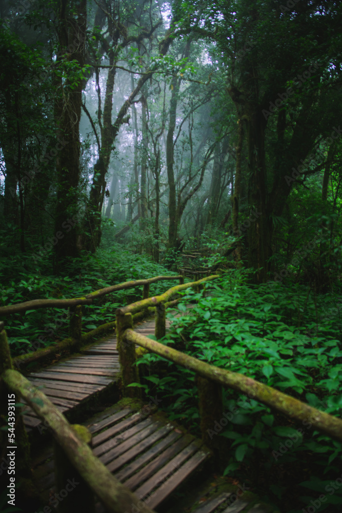 Obraz premium wooden bridge in the forest