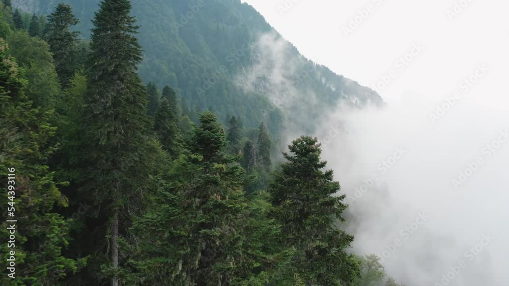 slope of ancient mountain covered evergreen forest and white mist clouds on summer day. Aerial view closely moving above wonderful high coniferous tree top with numerous blooming cones 