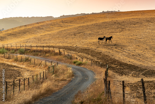 Sheep grazing in the field at sunset photo