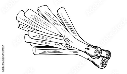 composition of three leeks, colorless hand drawing, hatching
