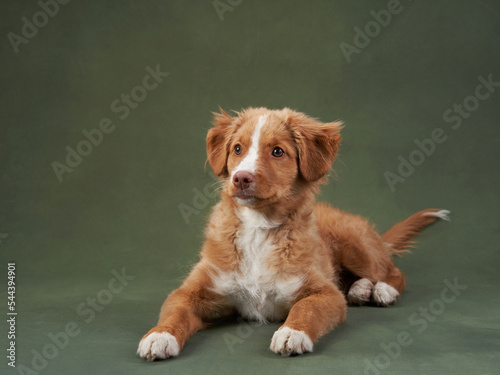 Funny Nova Scotia duck tolling retriever puppy on a green background. Charming Dog in the studio.  © annaav