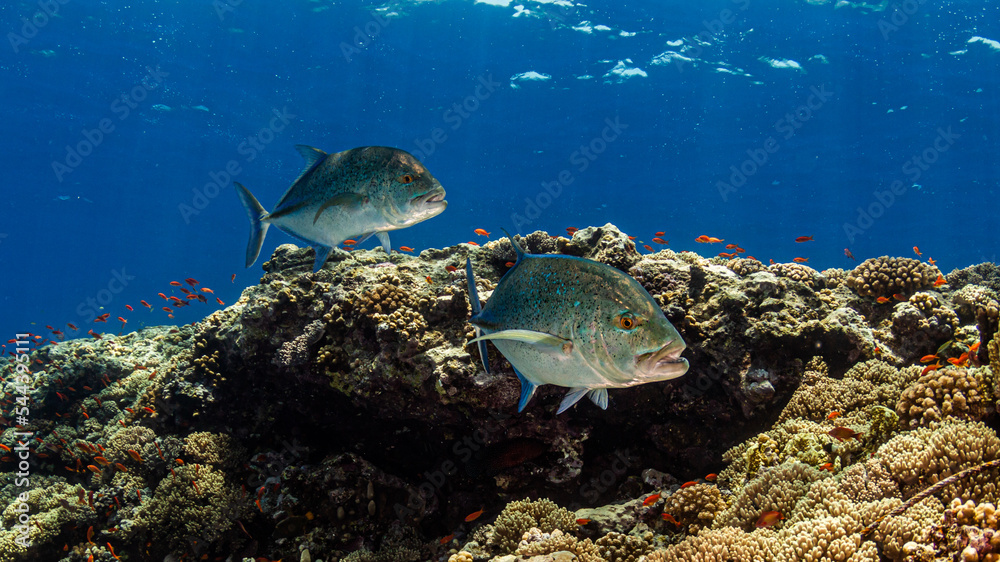 Fototapeta premium Jagende Makrelen in buntem Korallenriff vor blauem Hintergrund