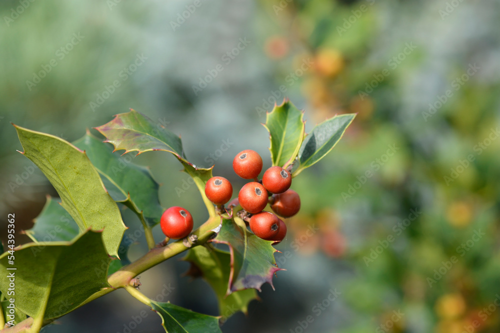 Common Holly