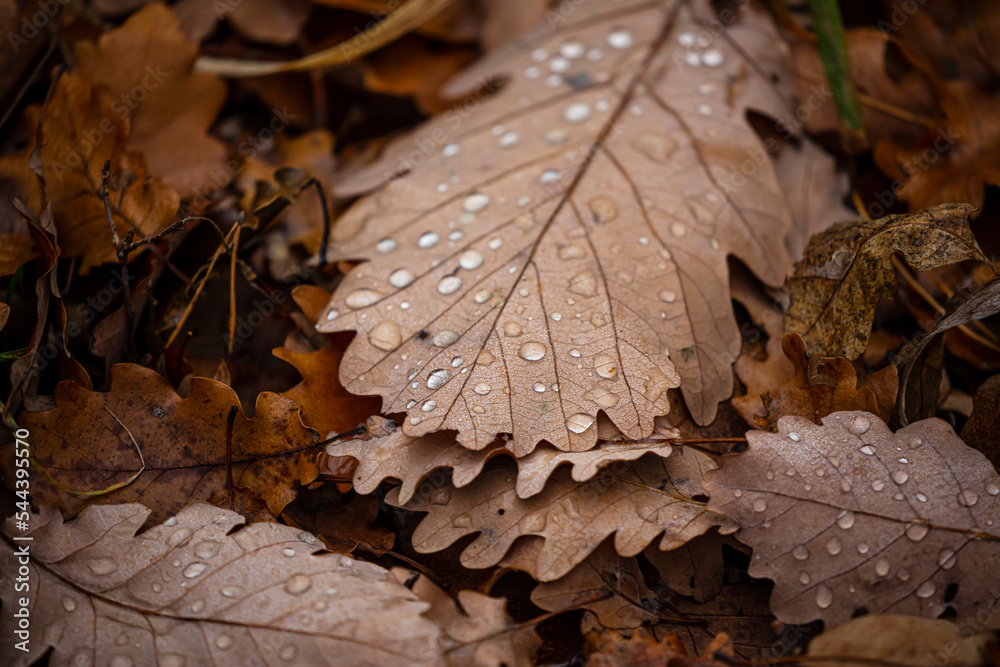 rain drops on the autumn leafs in the forest rain drops on the autumn leafs in the forest