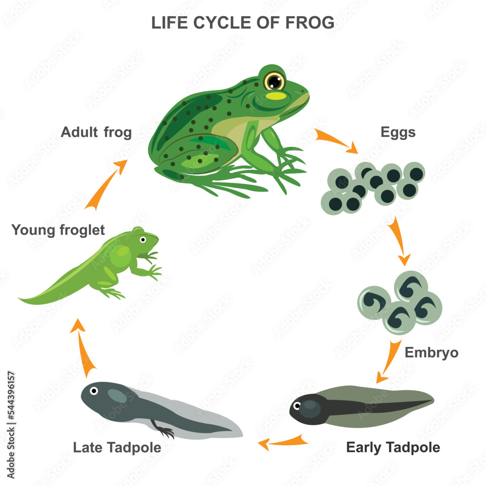 Life cycle of frog vector illustration Stock Vector | Adobe Stock