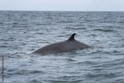 Minke whale near the Scotland coast. Whale on the scotland coast. Nature in Europe. Marine life in the Baltic sea. photo