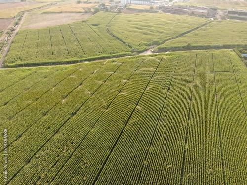 Sprinkler irrigation