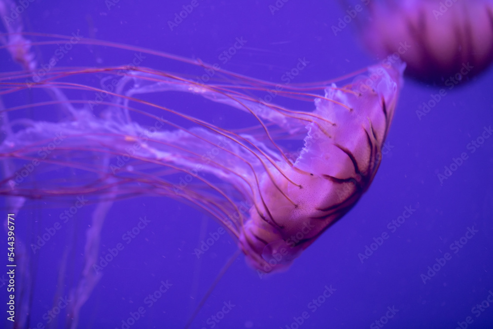 Japanese sea nettle (Chrysaora pacifica) jellyfish