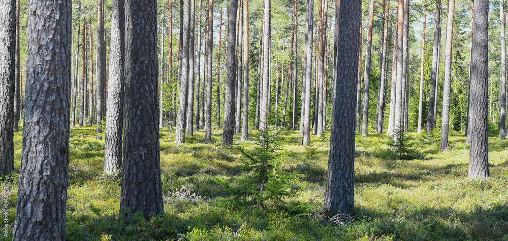 Fototapeta premium Pine tree forest