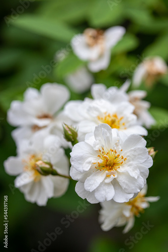 Bouquet of small beautiful white roses with yellow pollen on branches in the rose garden and selective focus on a blurry green leaves. Natural background with copy space.