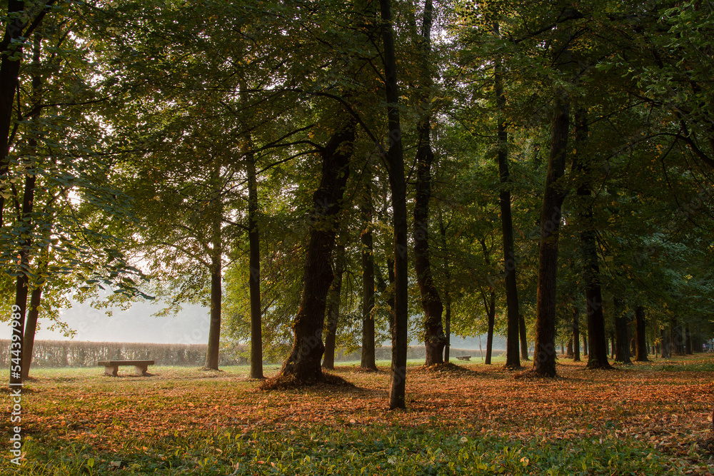 Naklejka premium Autumn foliage. Some plants with typical autumn colored foliage.