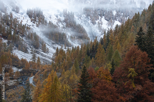 Autumn foliage.
Typically mountain autumn landscape with colored foliage, snow and foggy Italy, Soana Valley. photo