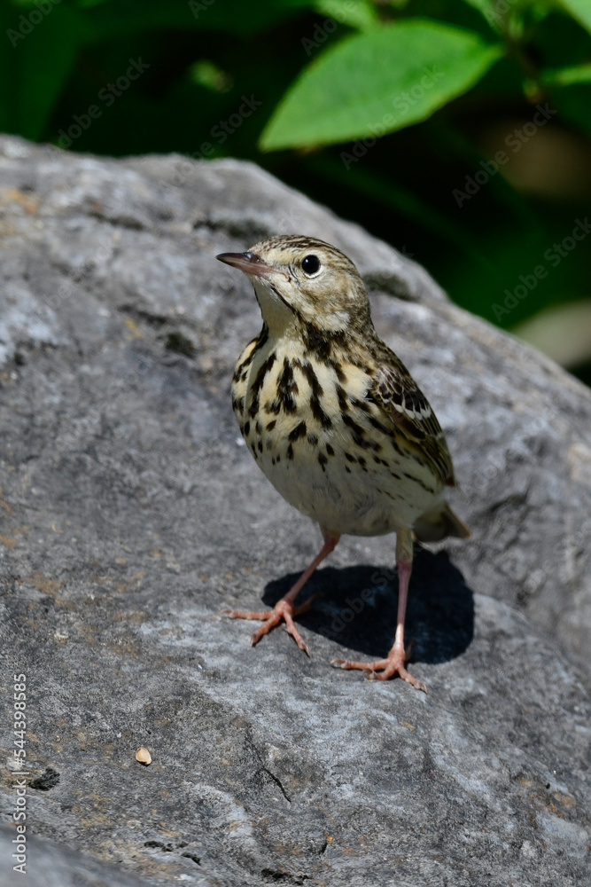 Tree Pipit // Baumpieper (Anthus trivialis)