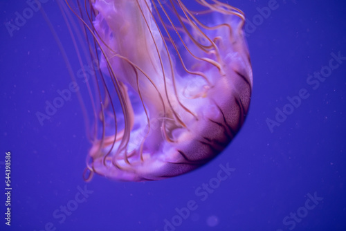 Japanese sea nettle (Chrysaora pacifica) jellyfish