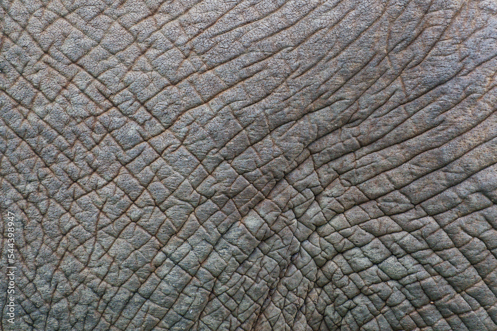 Fototapeta premium Detail der Haut eines afrikanischen Elefanten