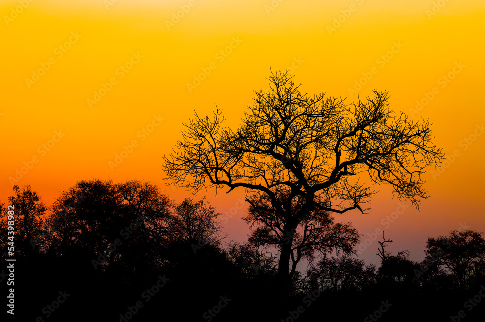 A beautiful african sunset, Timbavati Game Reserve, South Africa.