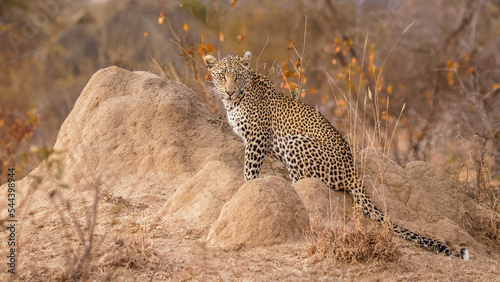 Male leopard ( Panthera Pardus) sitting on a termite mound, Timbavati Game Reserve, South Africa. photo